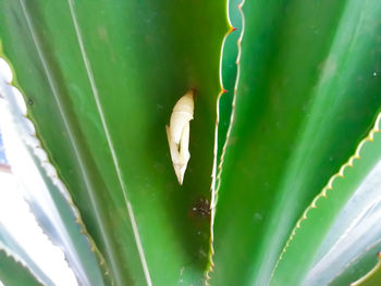 High angle view of succulent plant