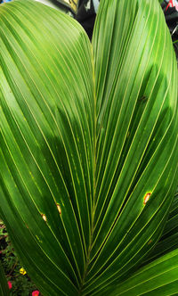 Close-up of palm leaves