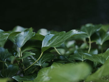 Close-up of fresh green plant