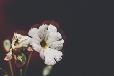 Close-up of white flowers