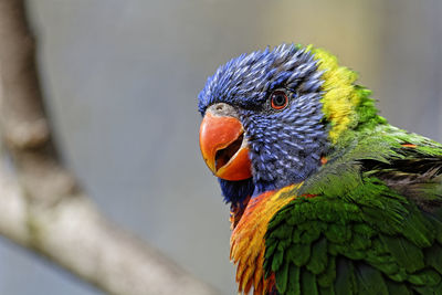 Close-up of parrot