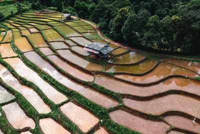 High angle view of agricultural field