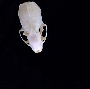 Close-up of white flower over black background