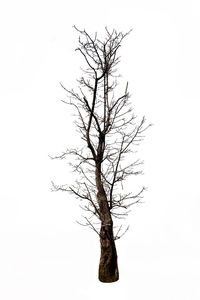 Low angle view of bare tree against clear sky