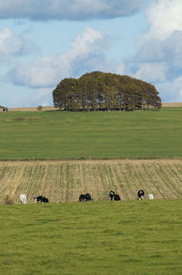 Scenic view of farm against sky