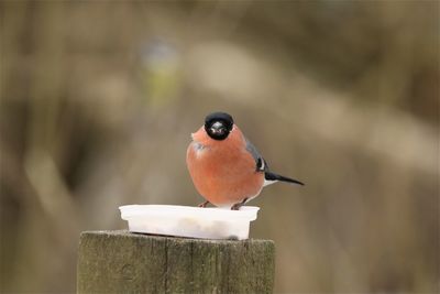 Close-up of a bullfinch perching on wooden post