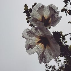 Close-up of flower against sky