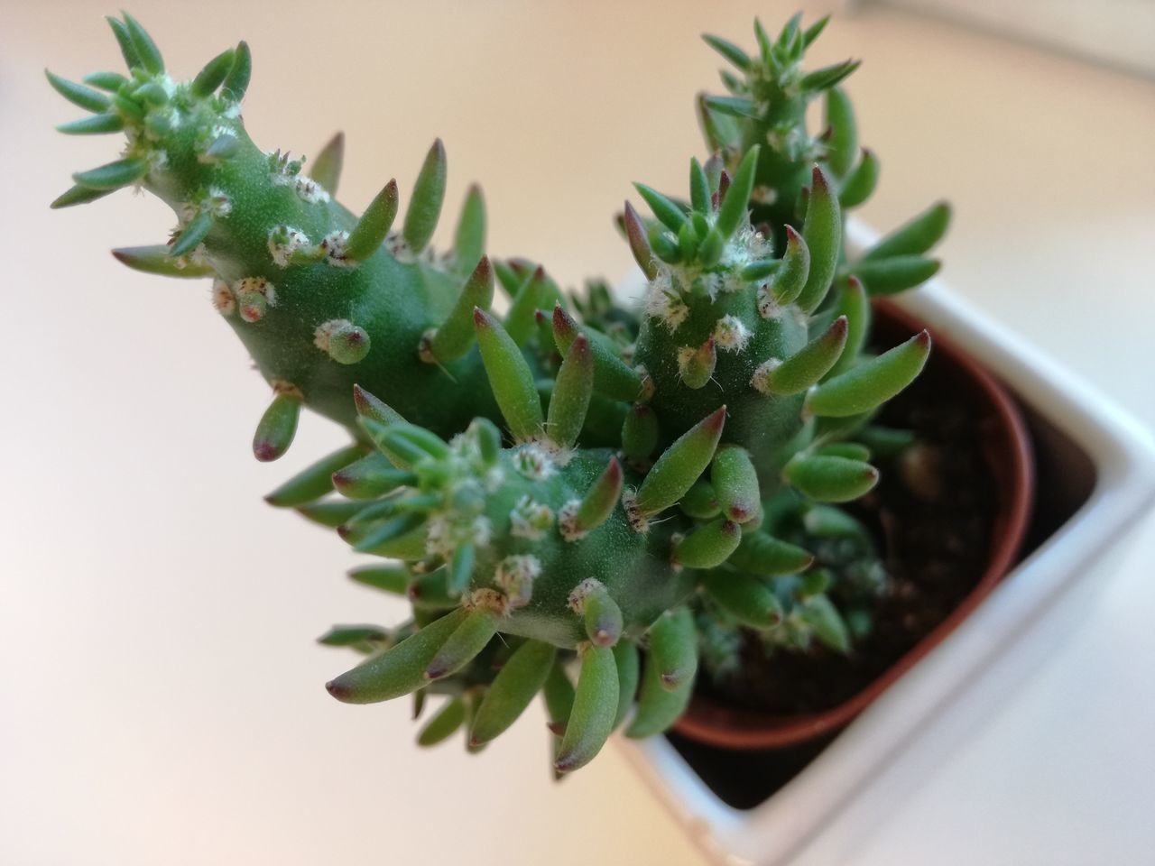 CLOSE-UP OF POTTED CACTUS