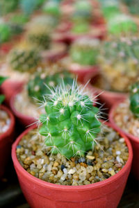 Closeup mini potted golden barrel cactus with rows of succulent plants in background