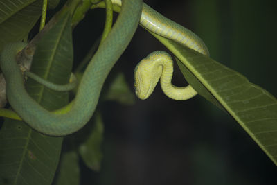 Close-up of snake on plant