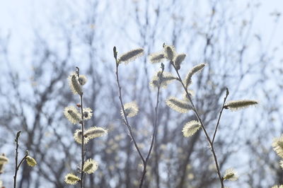 Low angle view of flowering plant against sky