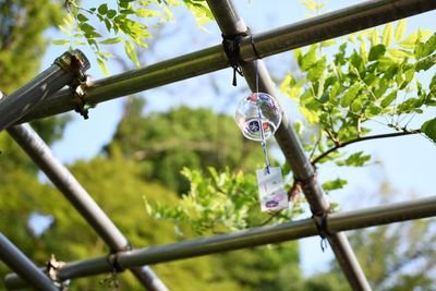 Low angle view of chain hanging on tree