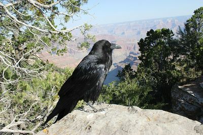 Close-up of bird perching on rock against sky