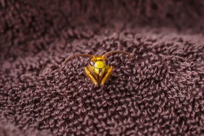 Close-up of insect on wall