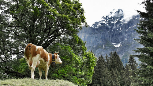 Sheep grazing on landscape