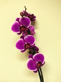 Close-up of pink orchid against white background