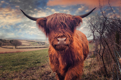 Horse on field against sky
