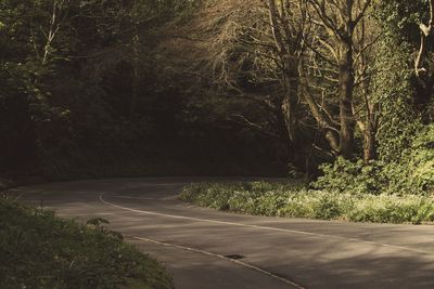 Empty road in forest