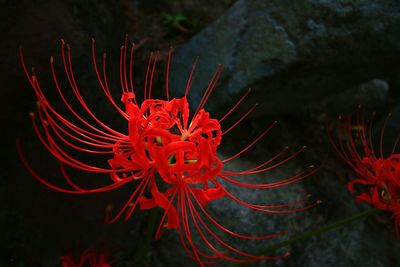 Close-up of red flowers blooming outdoors