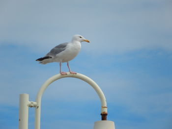 Seagull perching on pole against blue sky