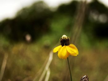 Close-up of yellow flower blooming outdoors