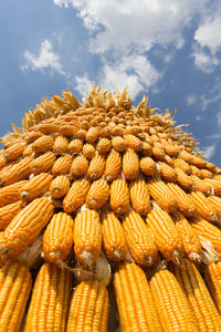 Close-up of corn