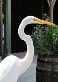 Close-up of bird