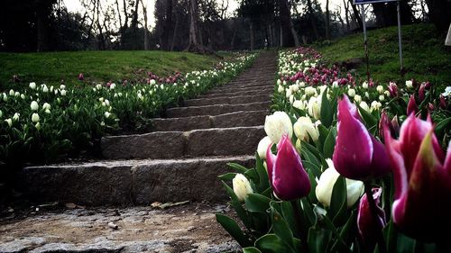 Pink flowers blooming on field