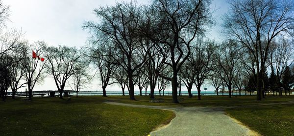 Bare trees on grassy field