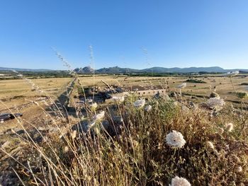 Scenic view of field against clear sky