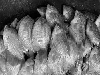 Fresh carp at the market stand ready for sale