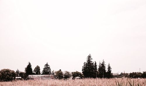 Trees on field against clear sky during winter