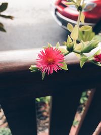 Close-up of pink flower pot