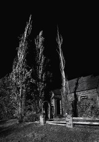 Illuminated tree against sky at night