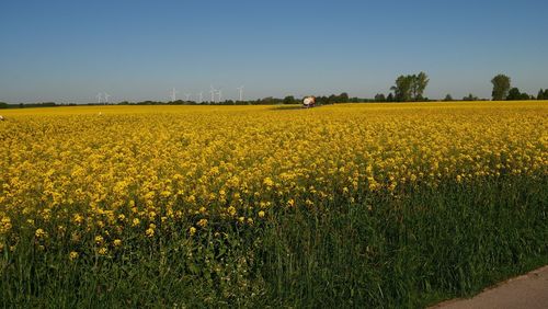 Scenic view of yellow flower field against clear sky