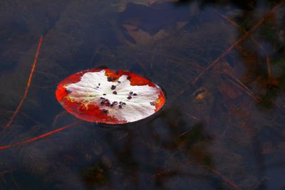 High angle view of leaf floating on water