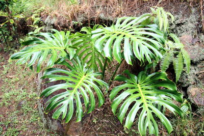 High angle view of succulent plant on field