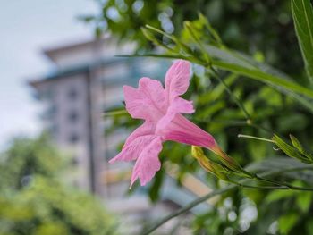 Close-up of pink flowering plant