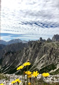 Yellow flowering plants on landscape against cloudy sky