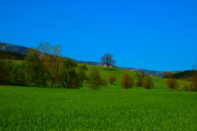 Scenic view of grassy field against blue sky