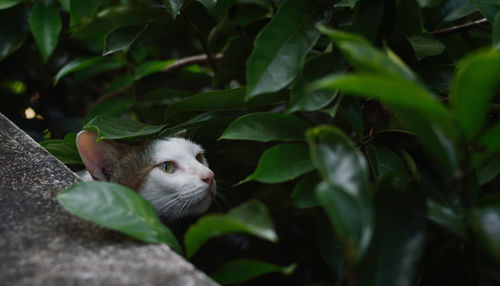 Close-up of a cat