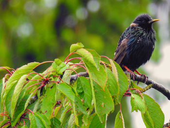 Close-up of bird perching on tree