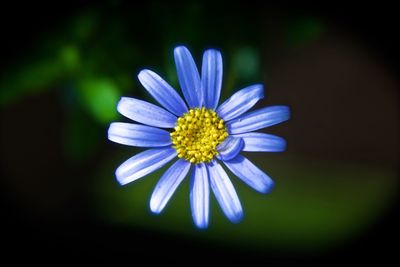 Close-up of purple flower