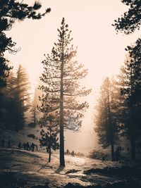 Trees on snow covered landscape during sunset