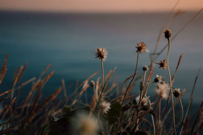 Close-up of wilted plant by sea against sky