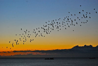 Birds flying over sea against clear sky during sunset