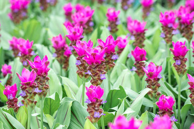 Close-up of pink flowering plants