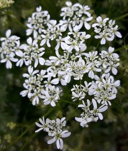 Close-up of white flowers blooming outdoors