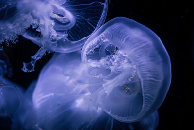 jellyfish