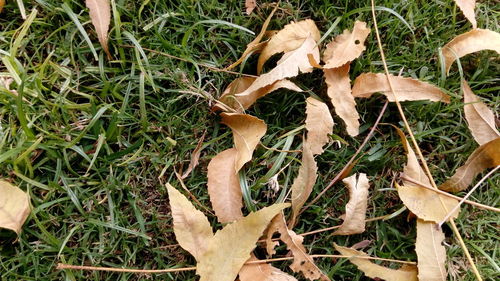 Close-up of plants growing on grassy field